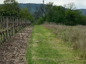 Prodej pozemku pro bydlení, Dolní Věstonice, 1941 m2