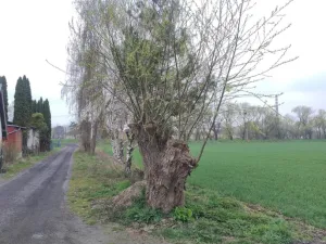 Prodej zahrady, Opava - Město, 250 m2