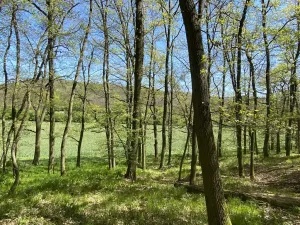 Prodej lesa, Silůvky, 521 m2