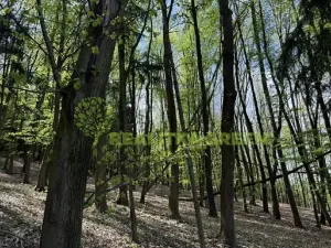 Prodej lesa, Želechovice nad Dřevnicí, Přílucká, 8588 m2