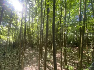 Prodej lesa, Svébohov, 1047 m2