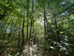 Prodej lesa, Svébohov, 239 m2