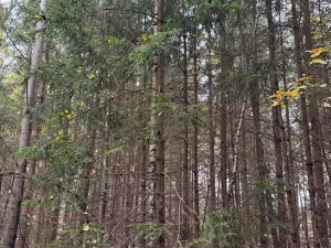 Prodej lesa, Chrášťany, 2788 m2