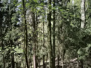 Prodej lesa, Dobřany, 12043 m2