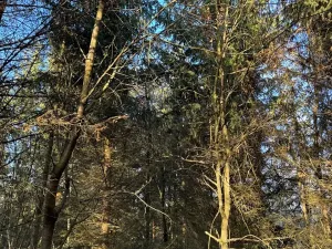 Prodej lesa, Poleň, 7982 m2