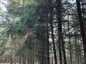Prodej lesa, Poleň, 7982 m2