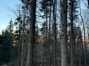 Prodej lesa, Zděchov, 5729 m2