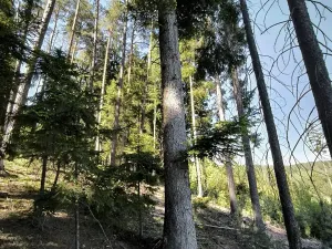 Prodej lesa, Nemile, 3224 m2