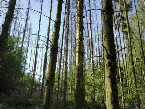 Prodej lesa, Řepín, 5226 m2