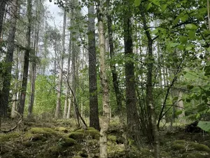 Prodej lesa, Myslív, 5003 m2