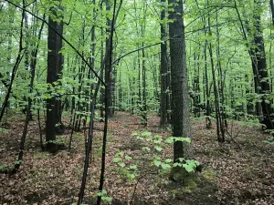Prodej lesa, Bernartice, 23360 m2