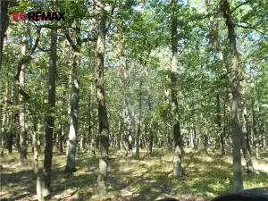 Prodej podílu lesa, Vážany, 38449 m2
