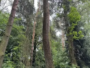 Prodej podílu lesa, Březina, 7250 m2