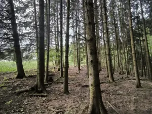 Prodej lesa, Třeboc, 1785 m2
