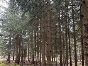 Prodej lesa, Všemyslice, 12022 m2