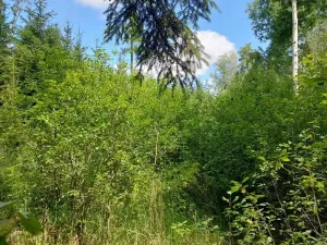 Prodej lesa, Horní Pěna, 3291 m2