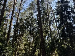Prodej lesa, Jestřebí, 21583 m2