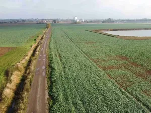 Dražba pozemku, Smiřice, 3824 m2