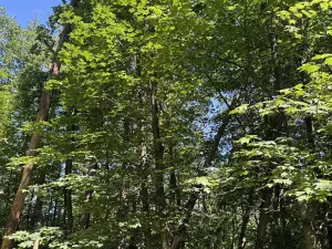 Prodej podílu lesa, Kněžmost, 1568 m2