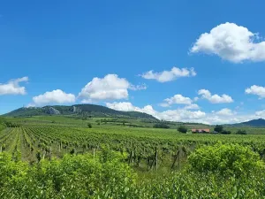 Prodej sadu/vinice, Perná, 32000 m2