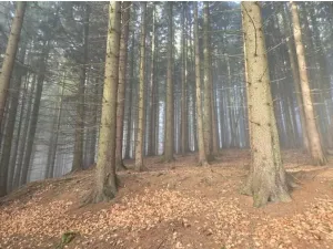 Dražba lesa, Horní Bečva, 4284 m2