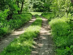 Prodej rybníku, Bulhary, 350 m2
