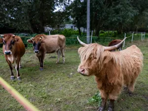 Prodej rodinného domu, Litíč, 60 m2