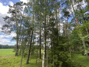 Prodej lesa, Slabčice - Nemějice, 1004 m2