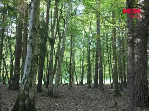 Prodej lesa, Chyňava - Lhotka u Berouna, 7138 m2