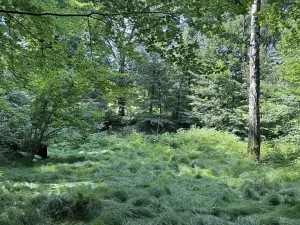 Prodej rybníku, Karviná, 12501 m2