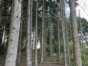 Prodej podílu lesa, Hromnice, 7955 m2