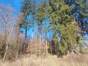 Prodej lesa, Čáslavsko, 2306 m2