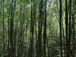 Prodej lesa, Valašská Polanka, 2904 m2