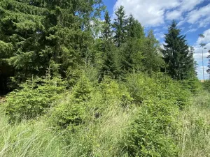 Prodej lesa, Slabčice - Nemějice, 1272 m2