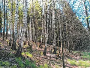 Prodej lesa, Havlíčkův Brod, 3453 m2