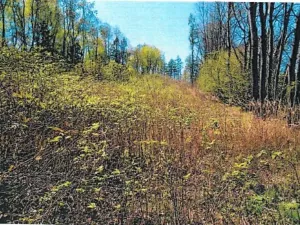 Prodej lesa, Skorkov, 2840 m2