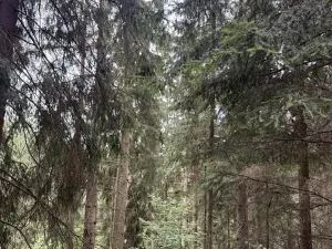 Prodej lesa, Všelibice, 12954 m2
