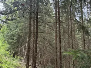 Prodej lesa, Všelibice, 12954 m2