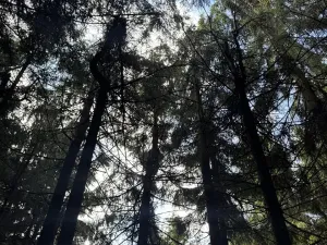 Prodej podílu lesa, Proseč pod Ještědem, 3598 m2