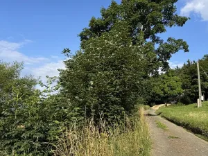 Prodej podílu lesa, Proseč pod Ještědem, 3598 m2