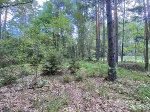 Prodej louky, Trhové Sviny - Otěvěk, 10951 m2
