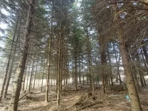 Prodej lesa, Dolní Hořice, 3279 m2