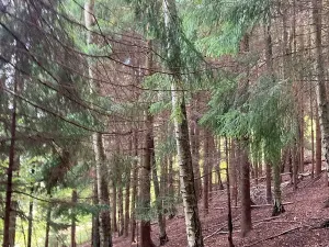 Prodej lesa, Plavy, 9899 m2