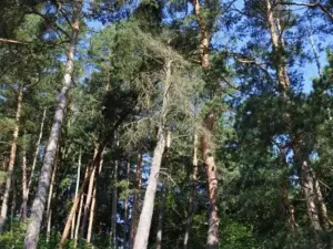 Prodej lesa, Strunkovice nad Volyňkou, 2510 m2