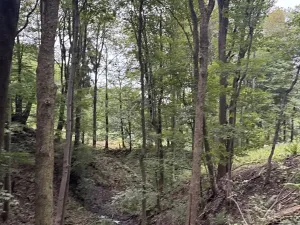 Prodej lesa, Malšovice, 62626 m2