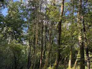 Prodej lesa, Chorušice, 14963 m2