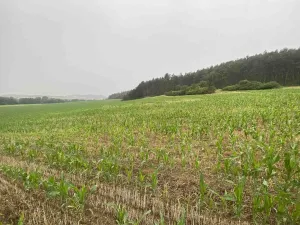 Prodej pole, Rabí - Bojanovice, 22978 m2