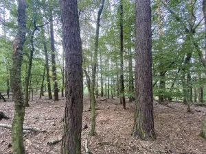 Prodej lesa, Ostřetín - Vysoká u Holic, 11957 m2