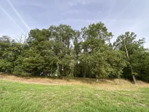 Prodej lesa, Ostřetín - Vysoká u Holic, 11957 m2