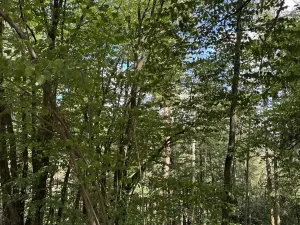Prodej lesa, Vlkančice, 10739 m2